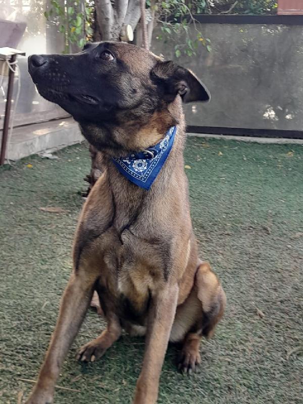 Akila, Malinois dolce e giocherellona Foto 6